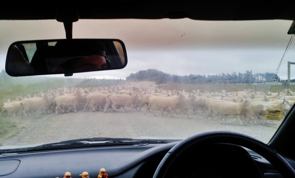 Attacked by a massive herd of sheep on the ride I got out of the bay (first people I asked in the backpackers... got to invercargil in time for a free concert my host was performing int)